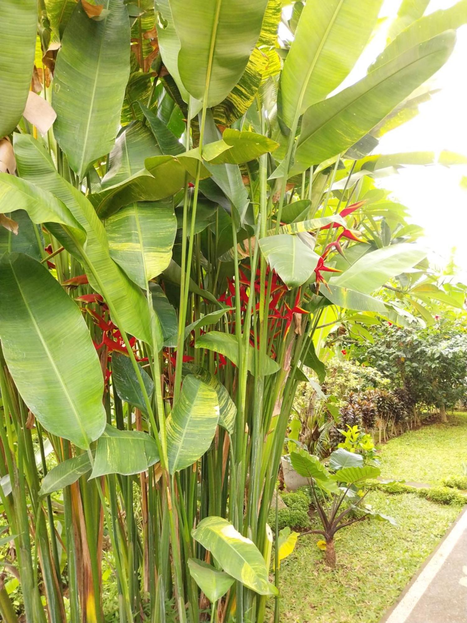 Puri Prana Guest House Ubud Dış mekan fotoğraf