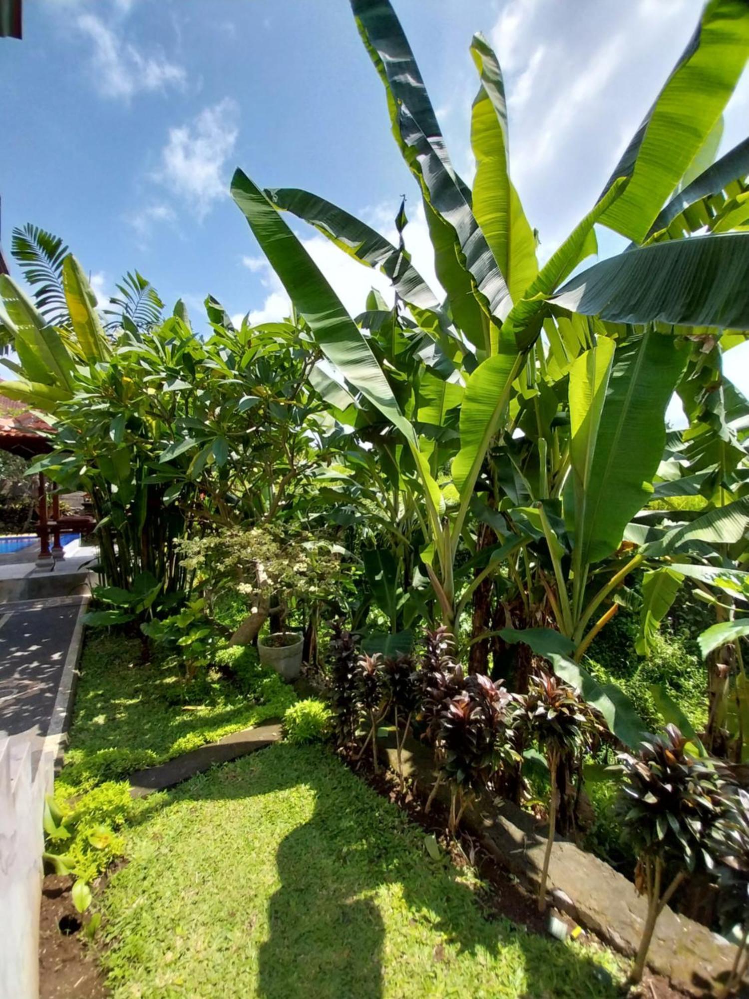 Puri Prana Guest House Ubud Dış mekan fotoğraf